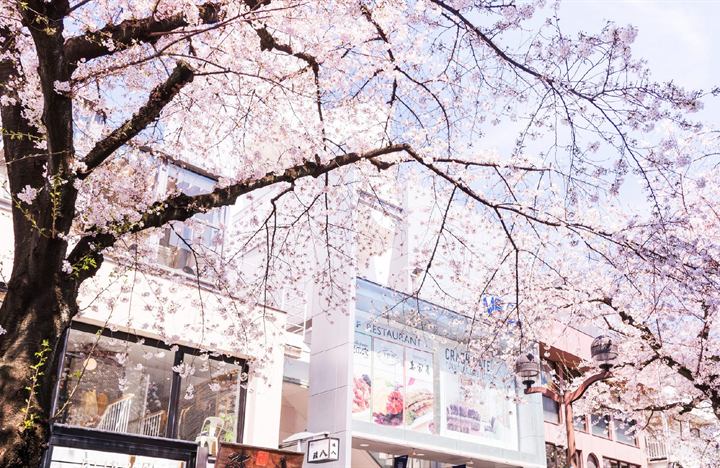 東急ウェリナケア自由が丘の近く。桜の咲く自由が丘の商店街