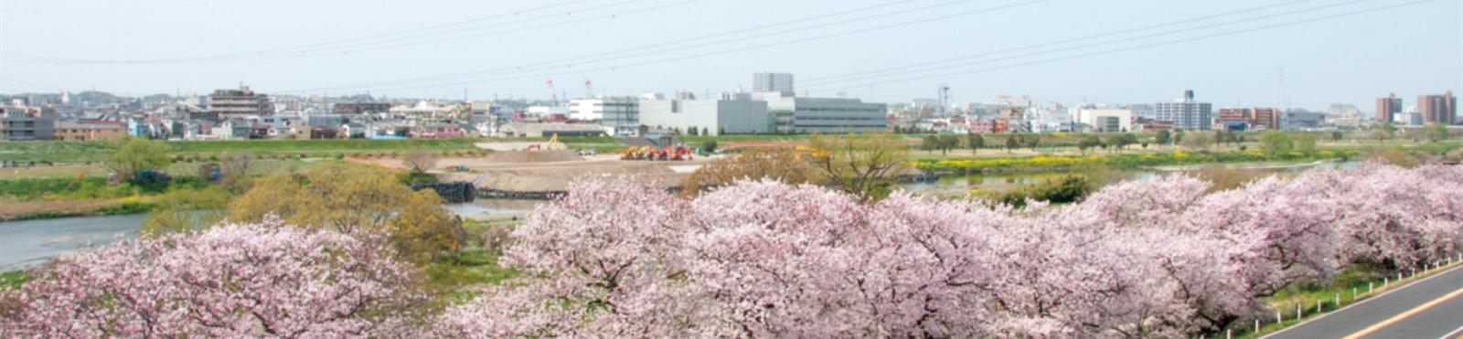 東急ウェリナケア尾山台の前に続く、多摩川沿いの桜並木