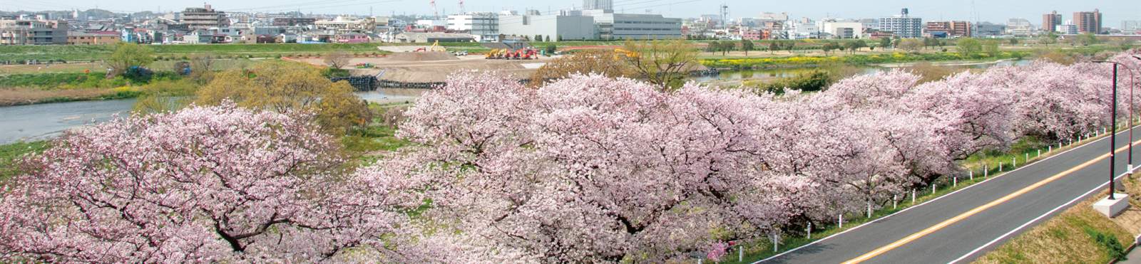 多摩川沿いに咲く桜並木と、その向こうに広がる街