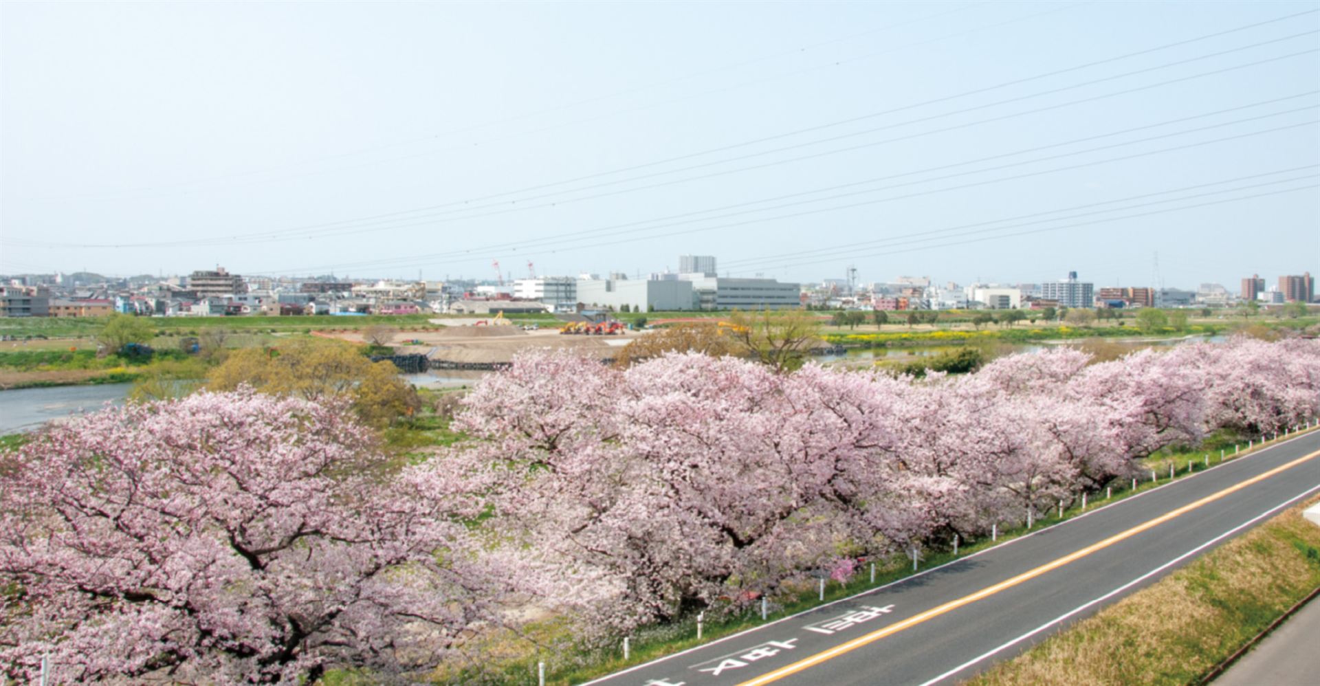 多摩川沿いに続く桜並木(東急ウェリナケア尾山台の周辺)