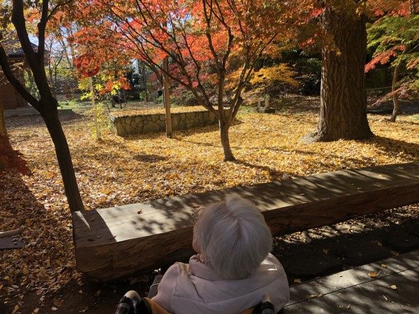 紅葉した木々と落ち葉の庭を眺める、車いすのご入居者の後ろ姿