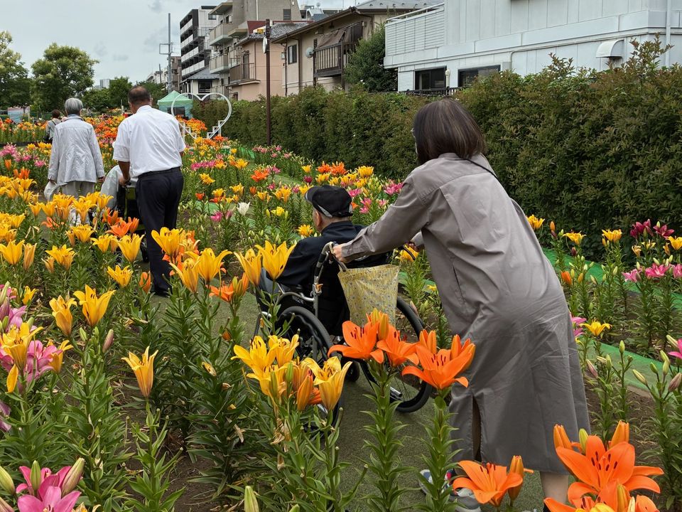 色とりどりのユリが咲く品川ゆり園で、車いすを押して散策するスタッフ