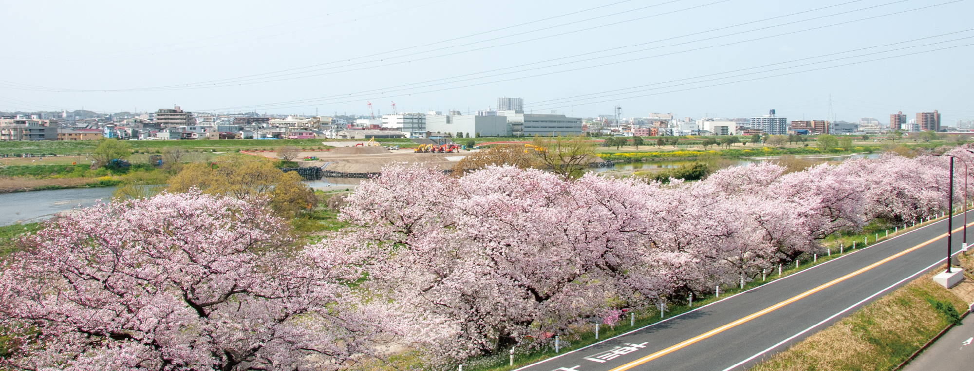 多摩川沿いに咲き誇るサクラ並木
